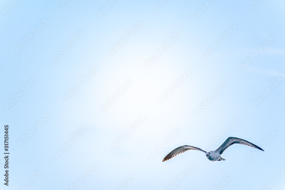 Obraz premium Sea gull in the clear blue sky.