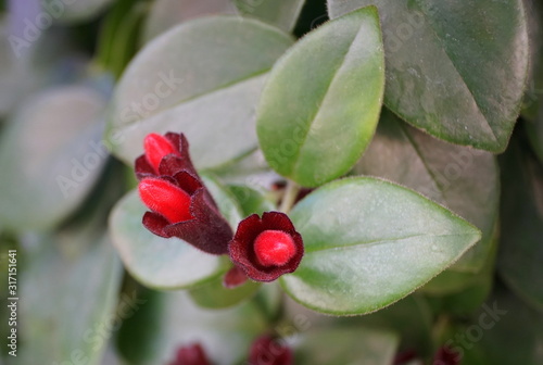 Tiny red flower of climbing Basketvine Mona Lisa plants