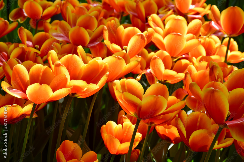 Closeup of tulips in the garden in Amsterdam, Holland, Netherlands Closeup of tulips in the garden in Amsterdam, Holland, Netherlands
