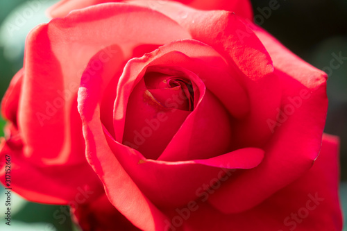 Close up Rose flowers blooming in nature background.