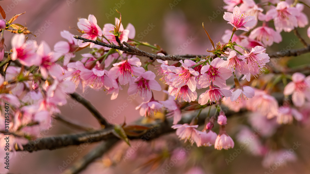Blossom pink wild himalayan cherry blooming on highland in Chiang Mai, north of Thailand Blossom pink wild himalayan cherry blooming on highland in Chiang Mai, north of Thailand