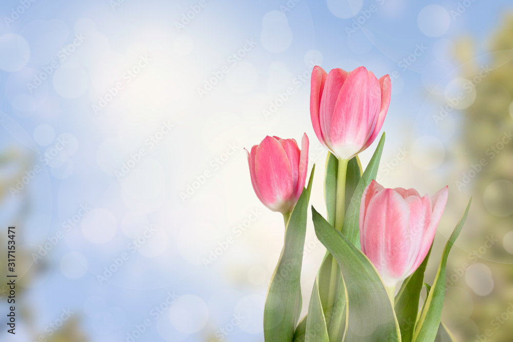 Beautiful pink bouquet of tulips .Toned photo. Copy space.