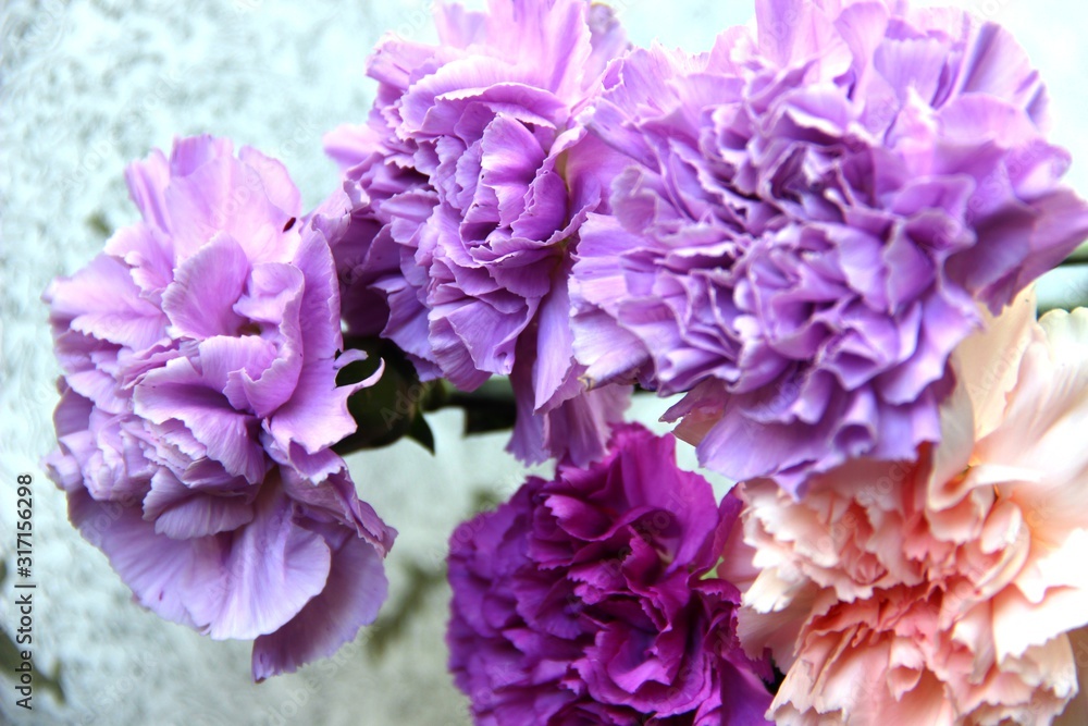 flowers lilac, purple, pink and mauve cloves. Five carnations in violet tones