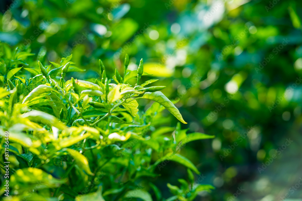 Green chili pepper plant on tree Green chili pepper plant on tree