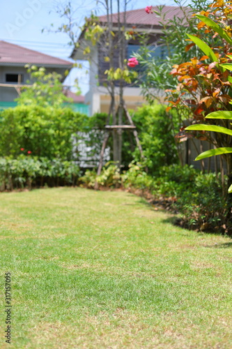 lawn landscaping garden with green grass turf and small plant decoration outside home