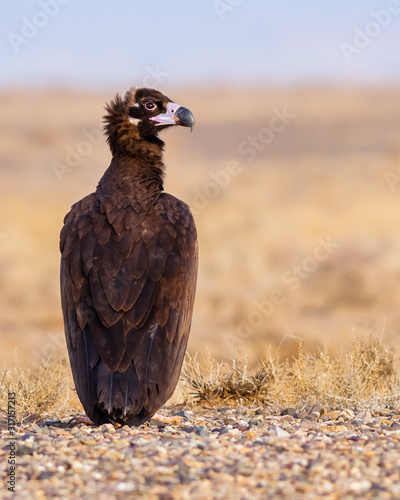 a black cinereous vulture perched in the desert photo