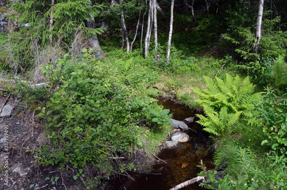 Obraz premium Crystal clear water of Lake Tinnsja (Tinn, Tinnsjo or Tinnsjoen) in Telemark County, Norway, one of the largest lakes in Norway, and one of the deepest in Europe