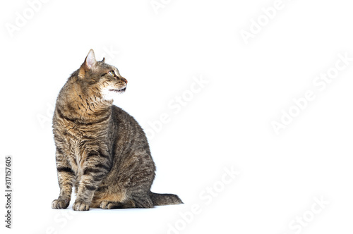 Adult grey tabby cat sitting isolated on white background