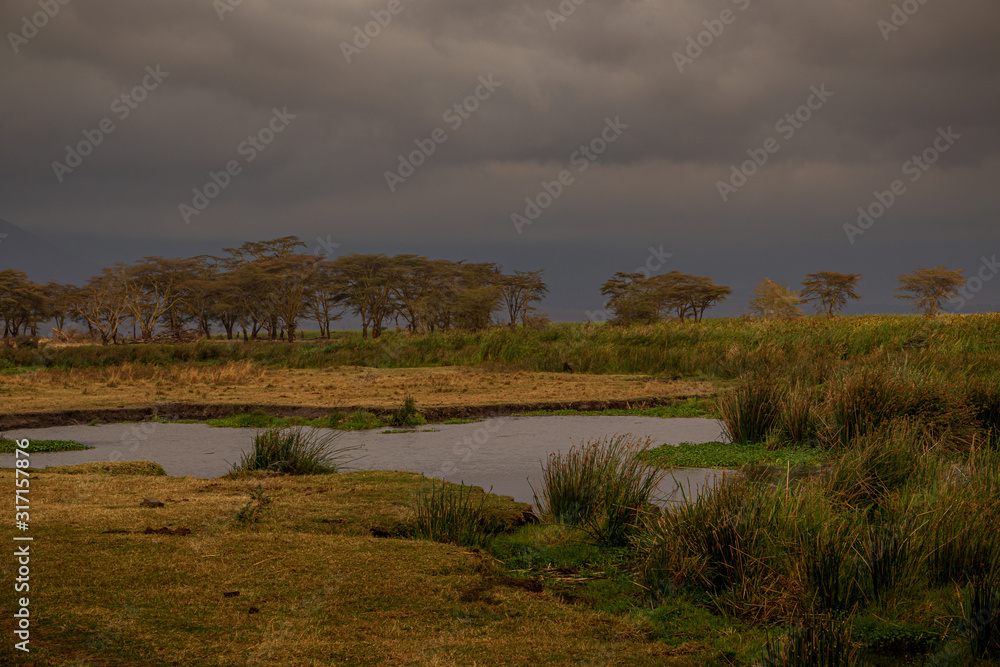 African Waterhole, Gray Skies