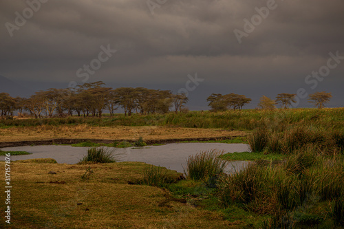 African Waterhole  Gray Skies