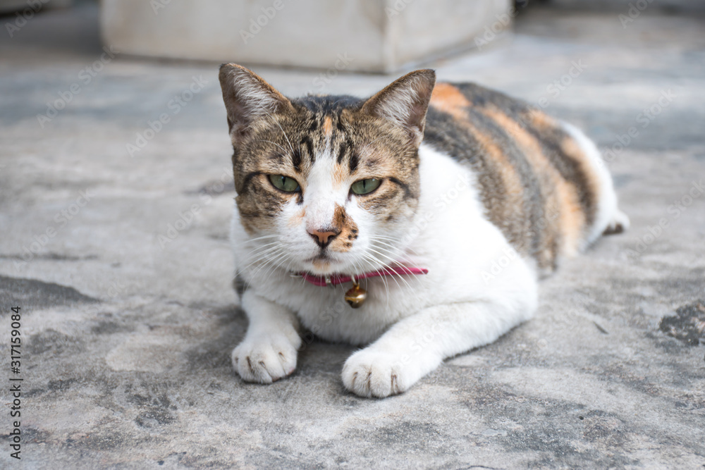 Striped cat sleeping on the ground Striped cat sleeping on the ground