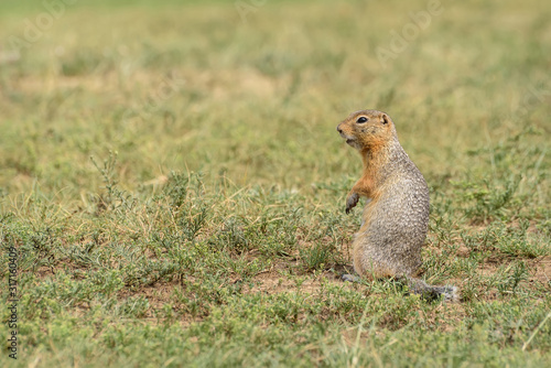 gopher grass steppe stands rodent