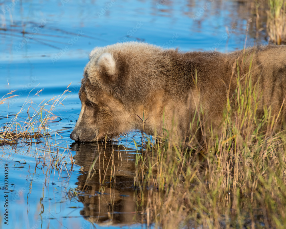 Brown Bear fishing for Salmon at Katmai National Park Brown Bear fishing for Salmon at Katmai National Park