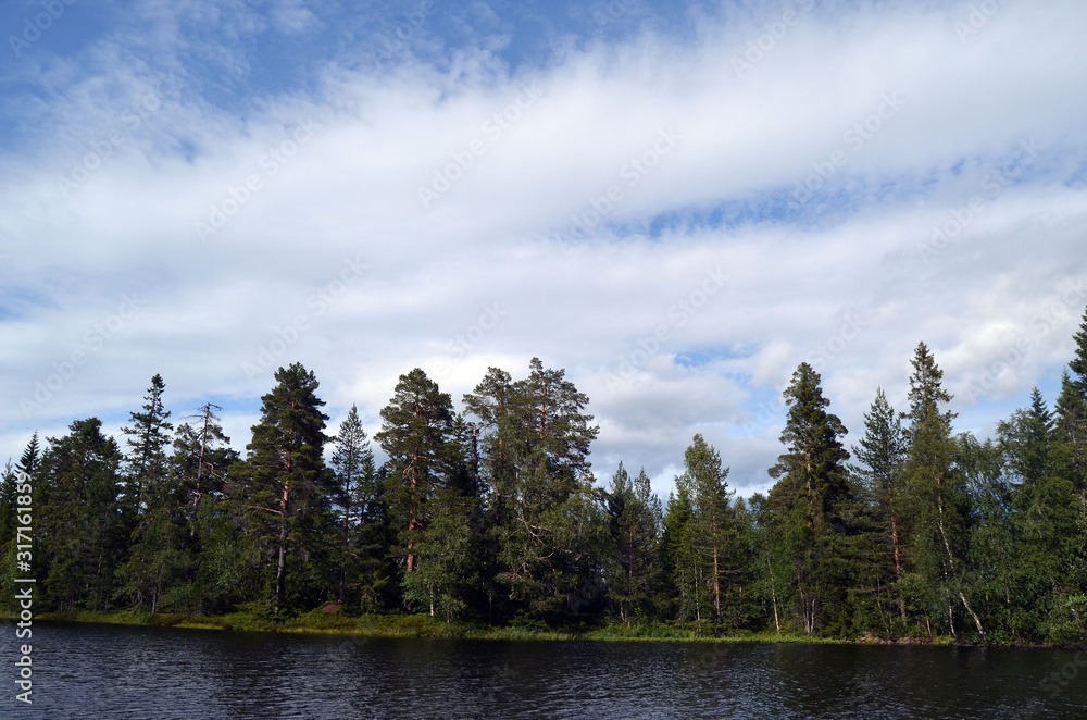 Fototapeta premium Forest on a summer day in Central Norway