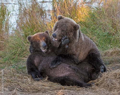 Wallpaper Mural Young Brown Bears wrestling in Katmai National Park Torontodigital.ca