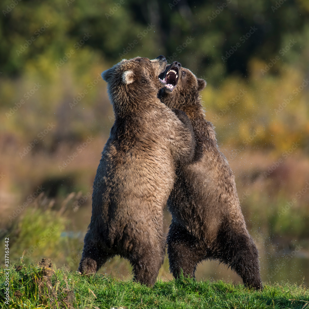 Fototapeta premium Two Brown Bears play fighting at Katmai National Park