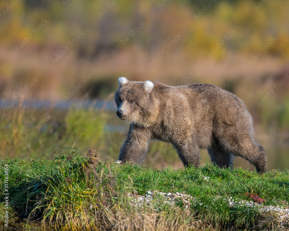 Fototapeta premium Brown Bear fishing for Salmon in Katmai National park
