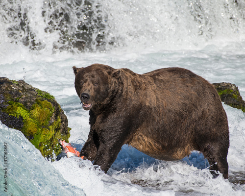 Brown Bear eating a Salmon