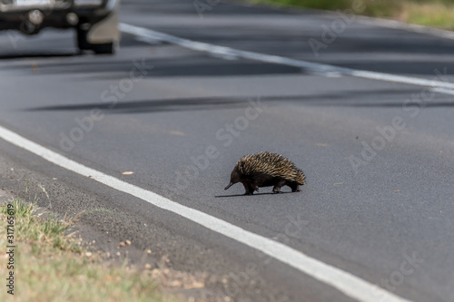 Echidna crossing road in front of car at Portland, SW Victoria