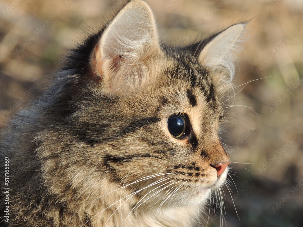 Naklejka premium cat