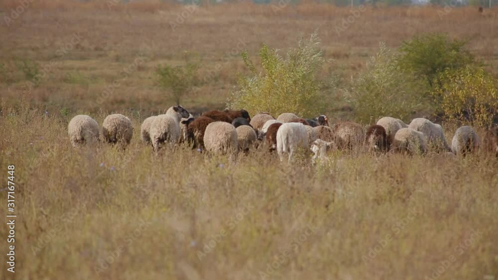 Amazing landscape herd of sheep grazing in field under open boundless blue sky Amazing landscape herd of sheep grazing in field under open boundless blue sky
