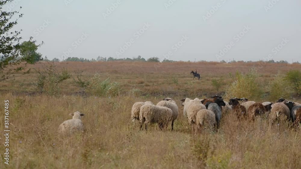 Amazing landscape with herd of sheep grazing in field under open boundless sky, in distance on blurred background on black horse sits shepherd Amazing landscape with herd of sheep grazing in field under open boundless sky, in distance on blurred background on black horse sits shepherd