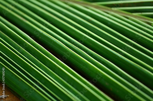 tropical palm tree leaves pattern © susansam90
