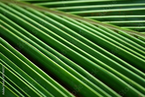 leaf of palm tree © susansam90