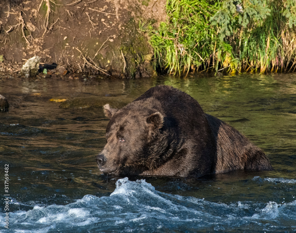 Brown Bear fishing for Salmon in Katmai National park Brown Bear fishing for Salmon in Katmai National park