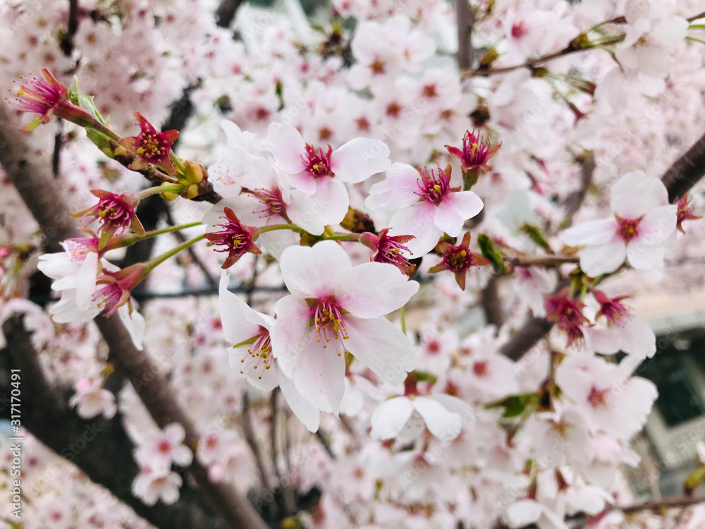 Close-up details of cherry Blossom or Sakura Flowers in the garden