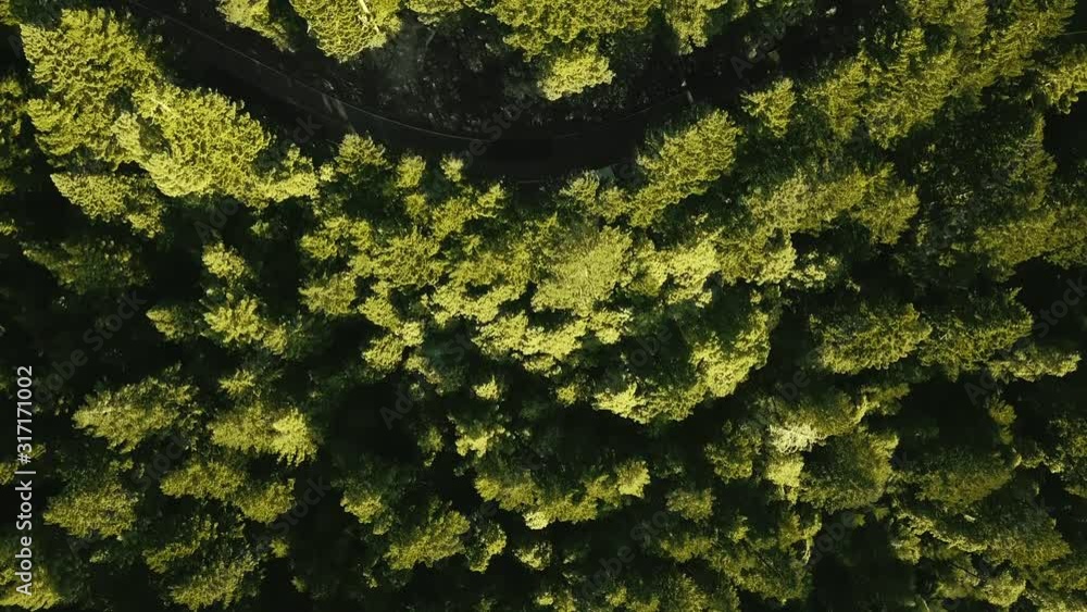Overhead aerial camera zooming over a dense forest with a bend of the road (Oregon, USA) Overhead aerial camera zooming over a dense forest with a bend of the road (Oregon, USA)