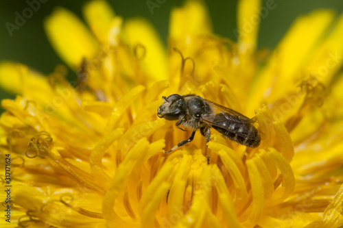 A small solitary bee in a dandelion flower © Embreuš Marko