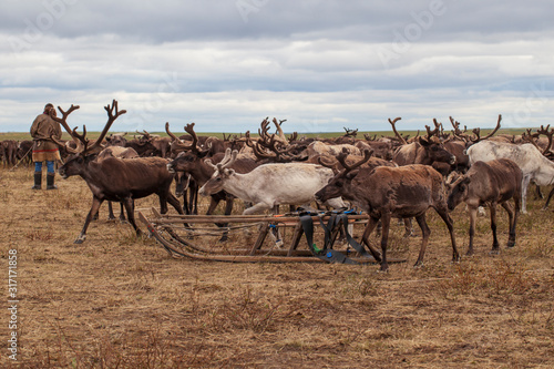 Tundra, The extreme north, The extreme north, Yamal, reindeer in Tundra, Deer harness with reindeer.