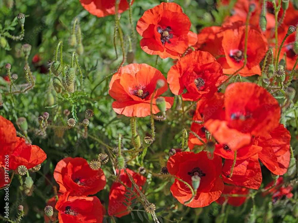 Blühender Klatschmohn,Papaver rhoeas, im Sommer Blühender Klatschmohn,Papaver rhoeas, im Sommer