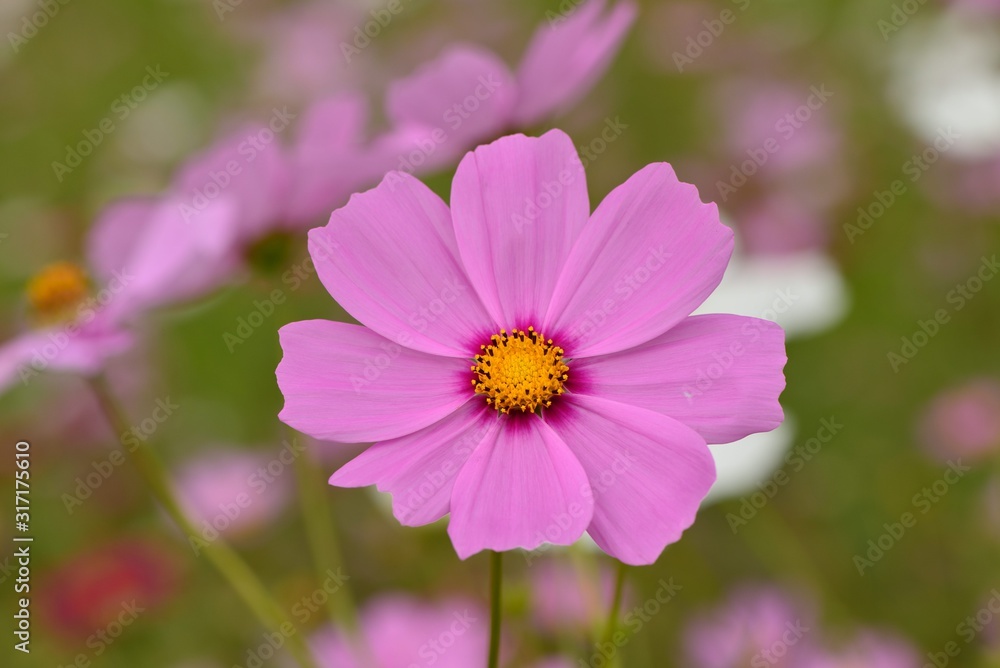 Cosmos flower in an winter fields,in Taiwan. Cosmos flower in an winter fields,in Taiwan.