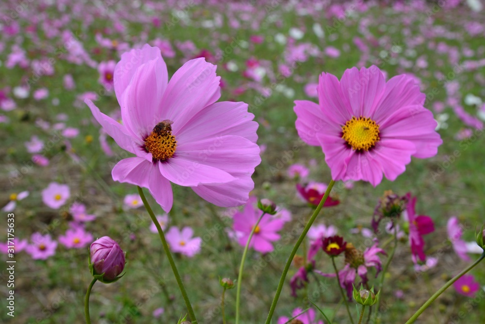 Cosmos flower in an winter fields,in Taiwan. Cosmos flower in an winter fields,in Taiwan.
