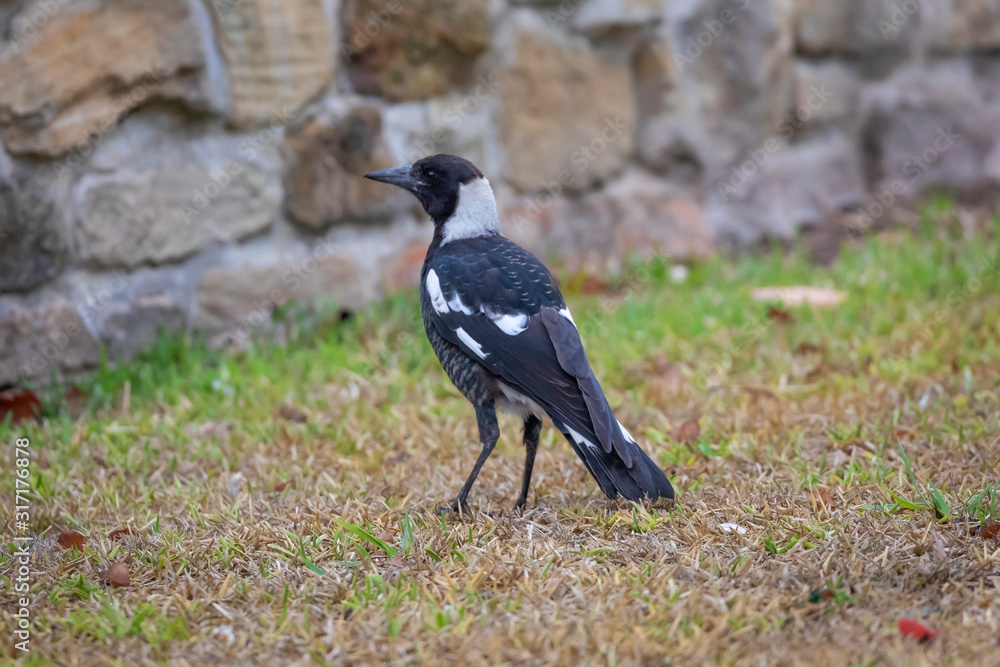 Fototapeta premium Juvenile Murray Magpie bird in a suburban front yard