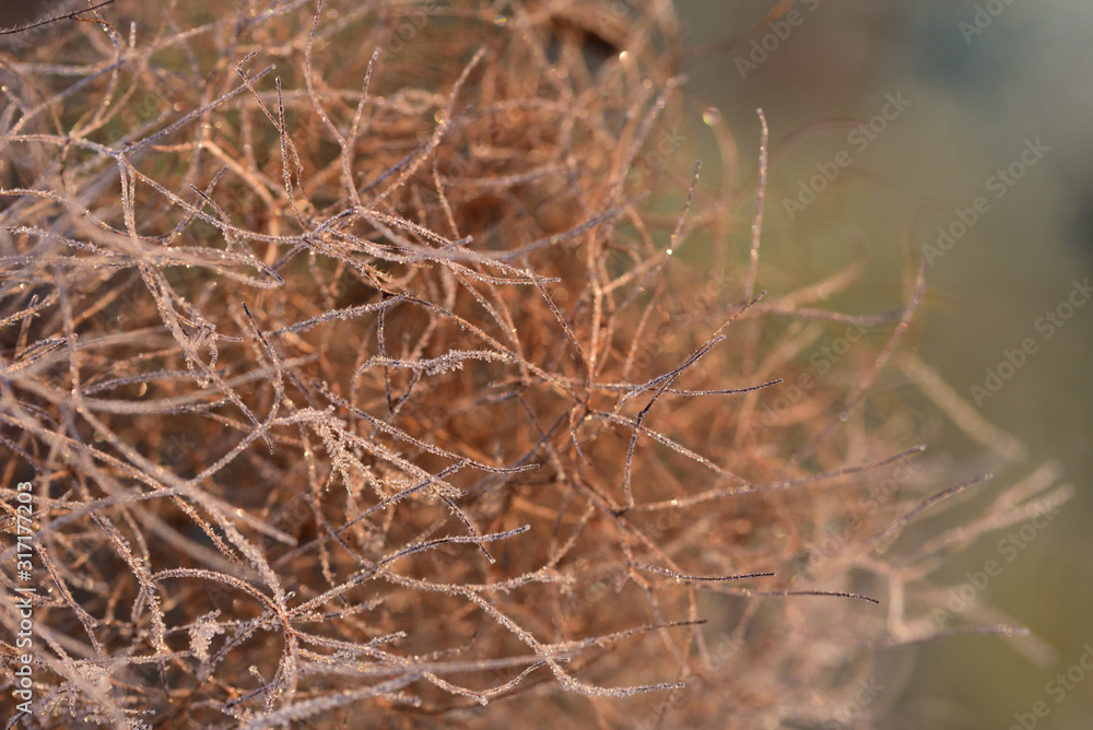 Close-up, texture and background of frozen wild seeds and fibers that shine in the sunlight with frost and ice crystals in the morning in winter Close-up, texture and background of frozen wild seeds and fibers that shine in the sunlight with frost and ice crystals in the morning in winter