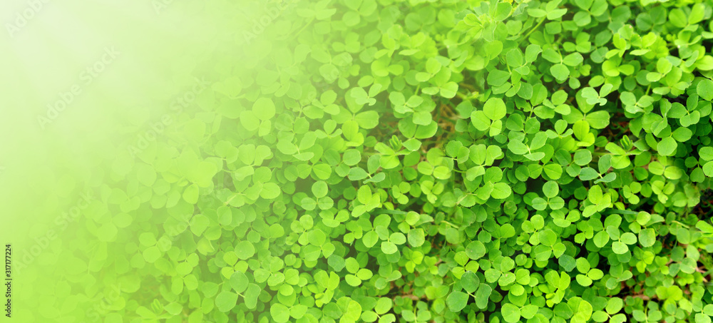 background with green leaves background with green leaves
