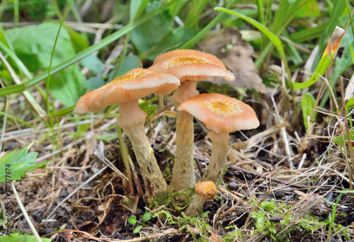 Edible mushrooms (Armillaria mella) 3