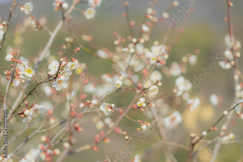 小さな白い梅の花2