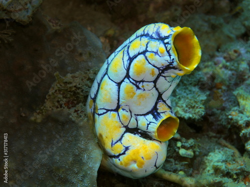 The amazing and mysterious underwater world of Indonesia  North Sulawesi  Manado  sea squirt