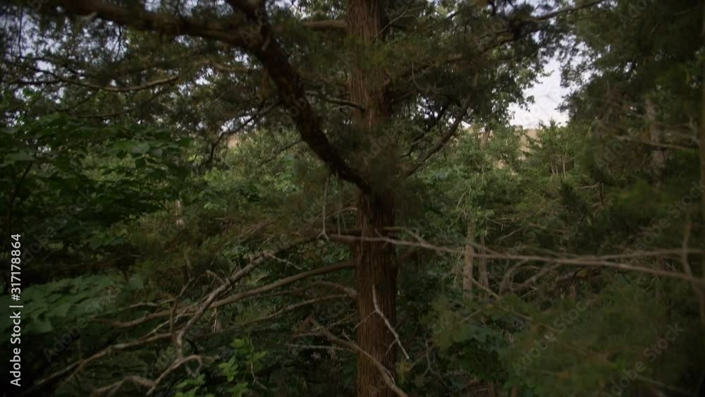 Slow motion shot of camera moving up from the bottom of a tree to the top. Slow motion shot of camera moving up from the bottom of a tree to the top.