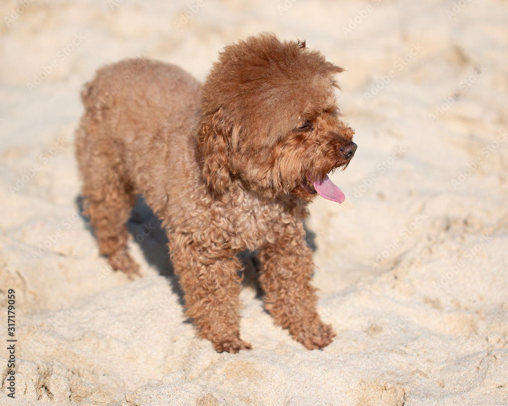 brown purebred fluffy dog for a walk