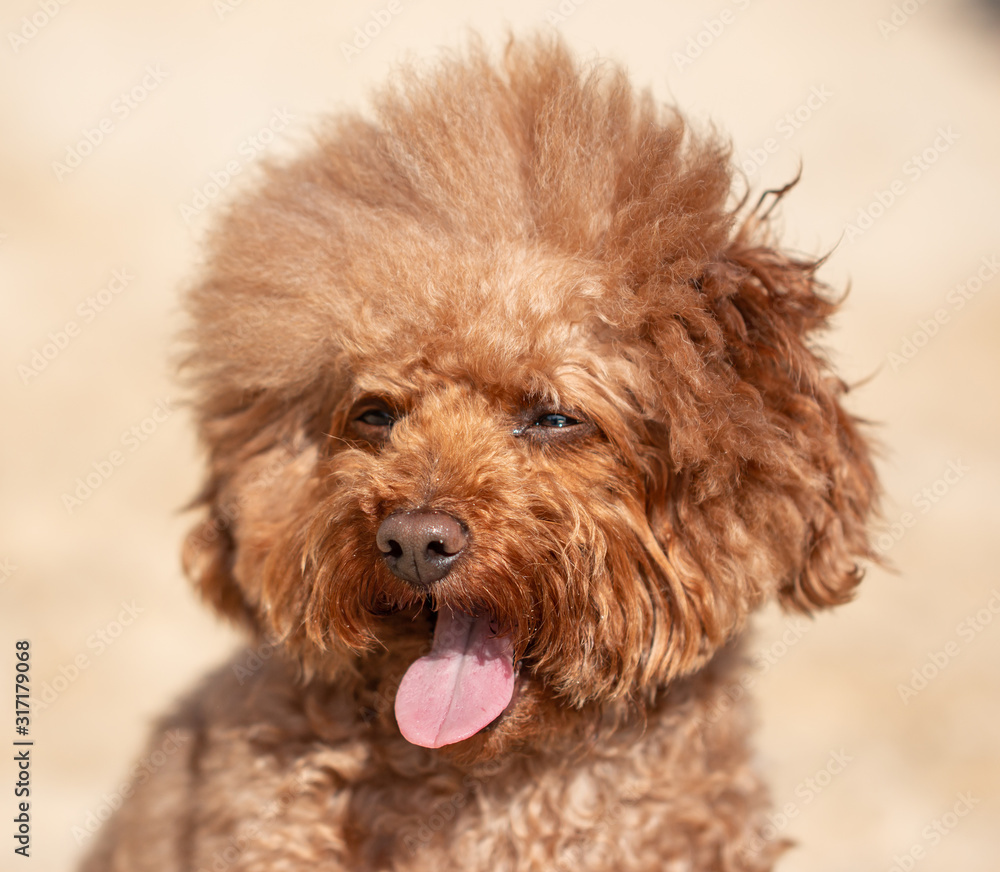 brown purebred fluffy dog for a walk brown purebred fluffy dog for a walk
