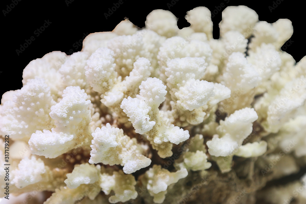 white dry corals as background white dry corals as background