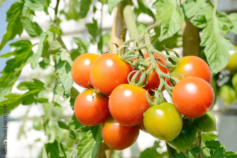 tomato plant with red  tomatoes in the garden