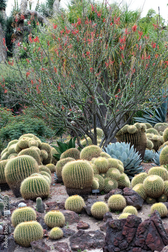 variety of cactus in the garden in Huntington garden, Pasadena, California