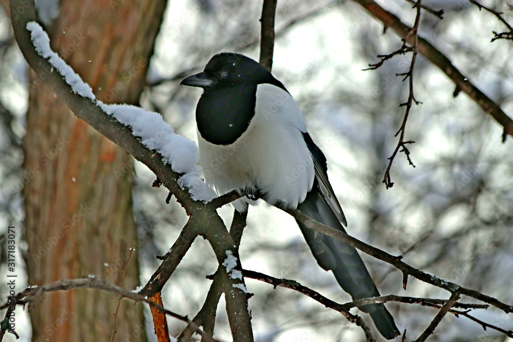 bird on a branch