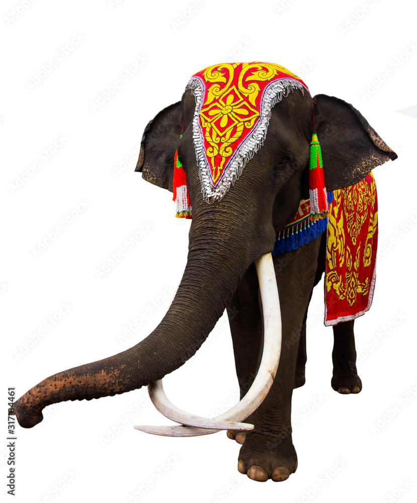 Background Elephant-foton och fler bilder på Elefant - Elefant